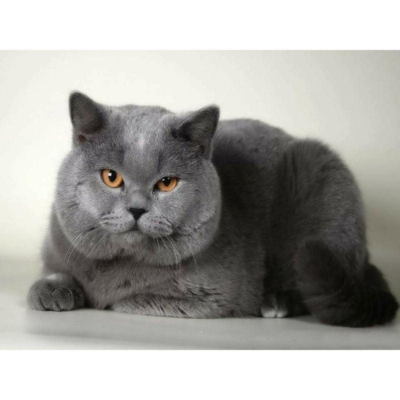 Kit Broderie Diamant Chat British Shorthair - Brodeuse De Diamant