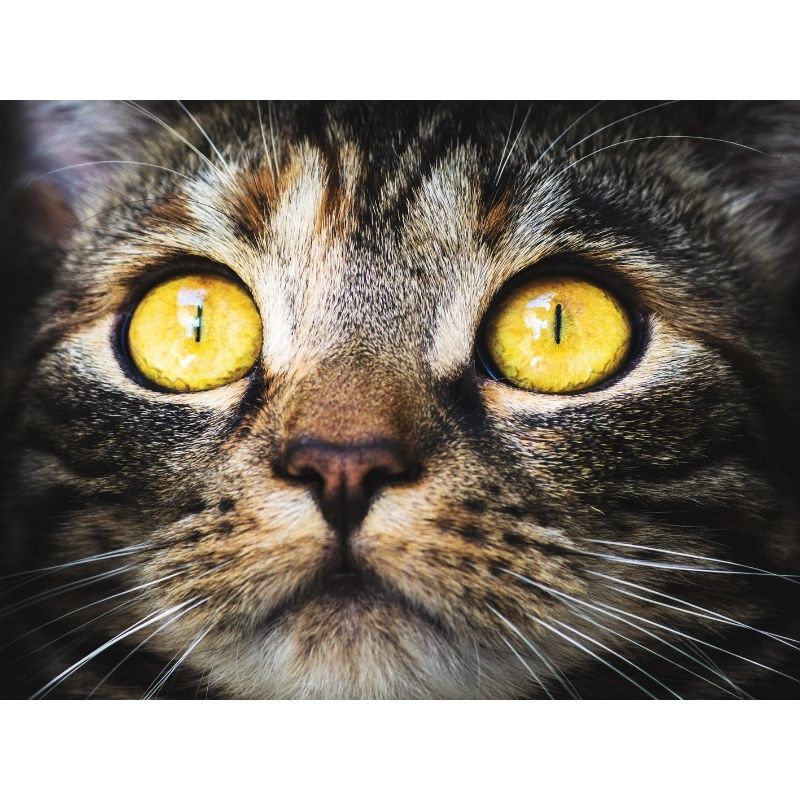 Kit Broderie Diamant Chat Nature - Brodeuse De Diamant