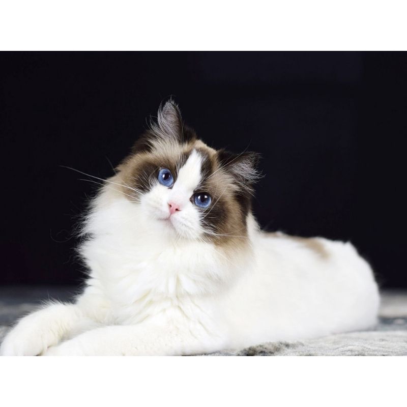 Kit Broderie Diamant Chat Ragdoll - Brodeuse De Diamant