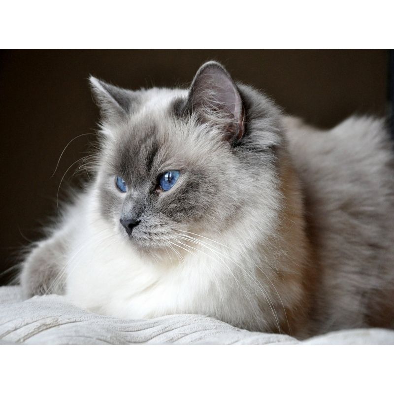 Kit Broderie Diamant Chat Sacré De Birmanie - Brodeuse De Diamant