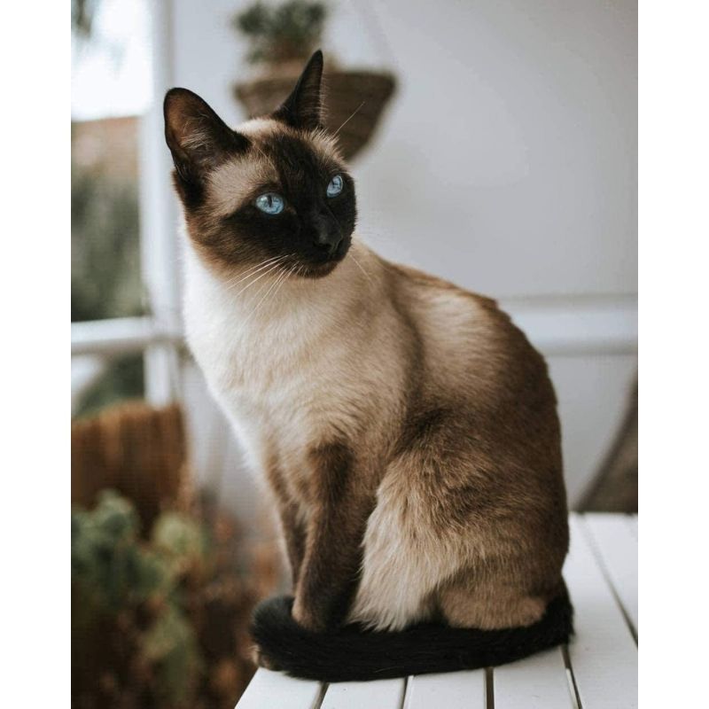 Kit Broderie Diamant Chat Siamois - Brodeuse De Diamant
