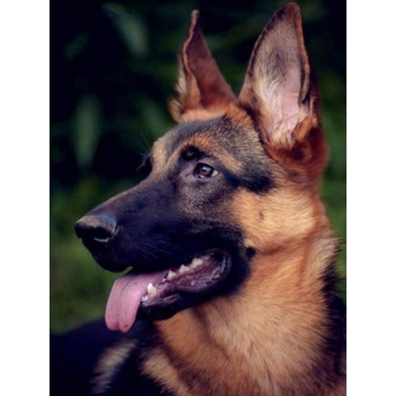 Kit Broderie Diamant Chien Berger Allemand - Brodeuse De Diamant