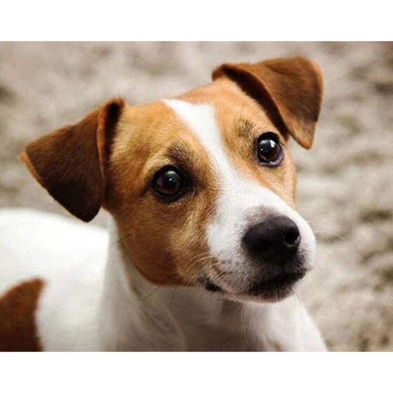 Kit Broderie Diamant Chien Jack Russell - Brodeuse De Diamant