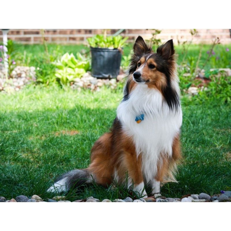 Kit Broderie Diamant Chien Shetland - Brodeuse De Diamant