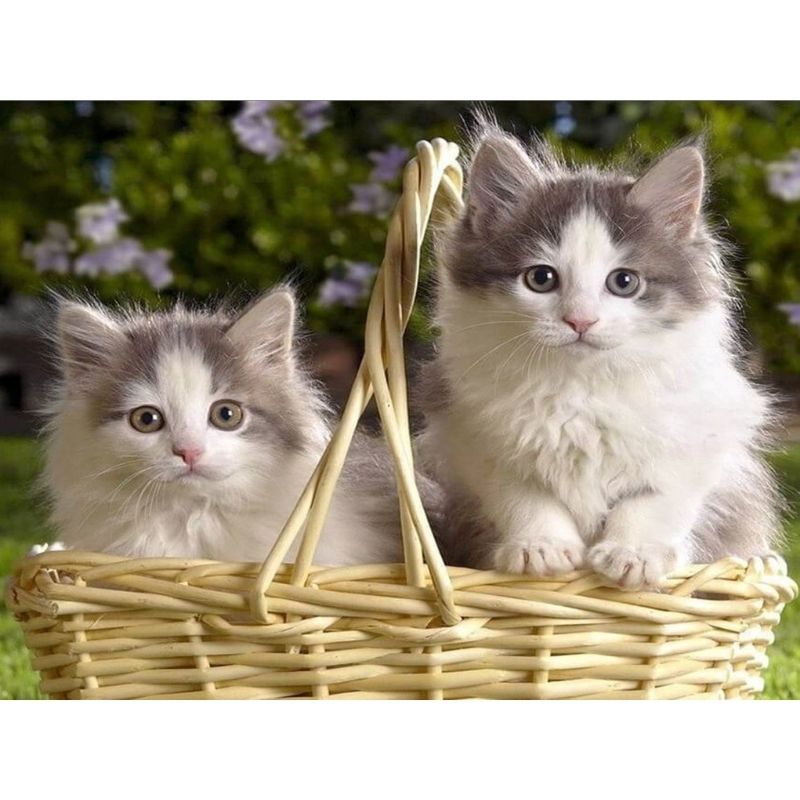 Kit Broderie Diamant Chat Frère et Soeur - Brodeuse De Diamant