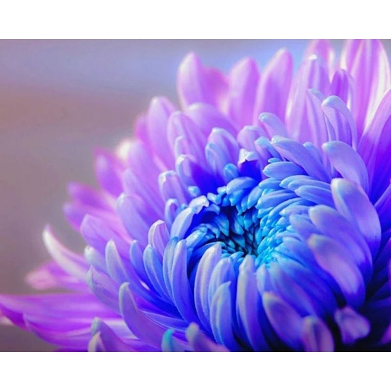 Kit Broderie Diamant Chrysanthème