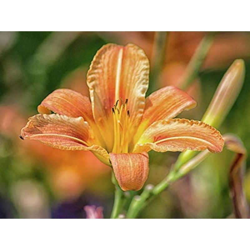 Kit Broderie Diamant Fleur Lilium - Brodeuse De Diamant