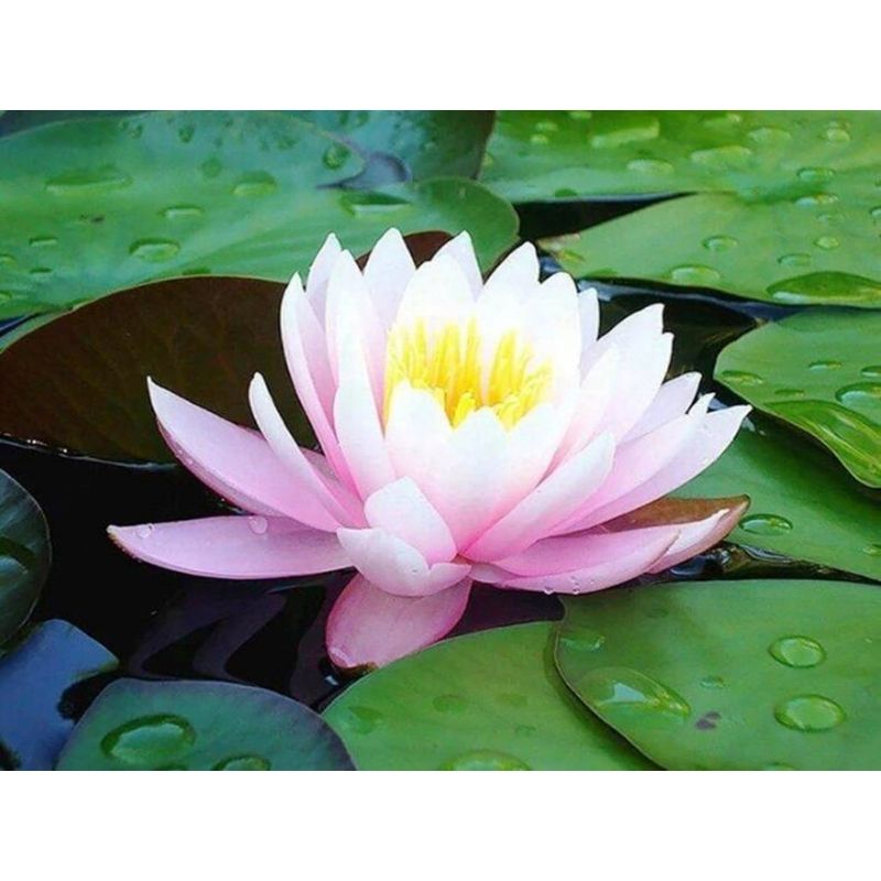 Kit Broderie Diamant Fleur de Lotus - Brodeuse De Diamant