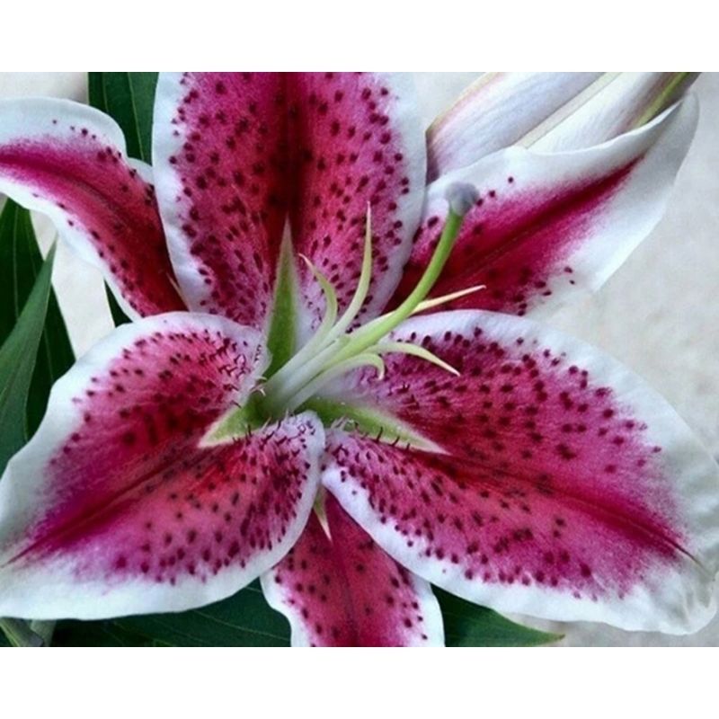 Kit Broderie Diamant Fleur Lys - Brodeuse De Diamant