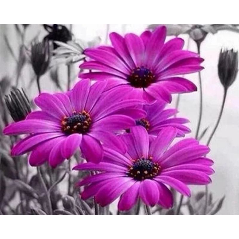 Kit Broderie Diamant Fleur Marguerite Violette - Brodeuse De Diamant