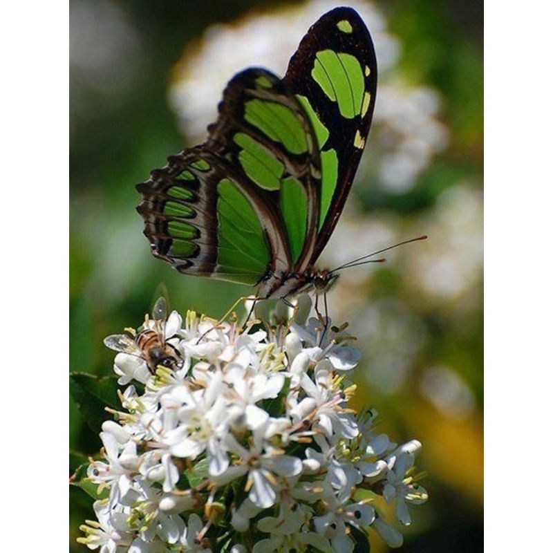 Kit Broderie Diamant Papillon Vert - Brodeuse De Diamant