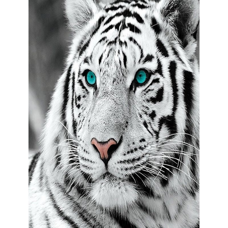 Kit Broderie Diamant Tigre Blanc - Brodeuse De Diamant