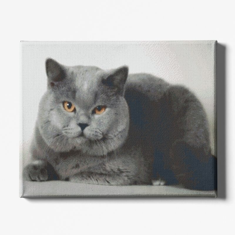 Kit Broderie Diamant Chat British Shorthair - Brodeuse De Diamant