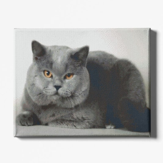 Kit Broderie Diamant Chat British Shorthair - Brodeuse De Diamant