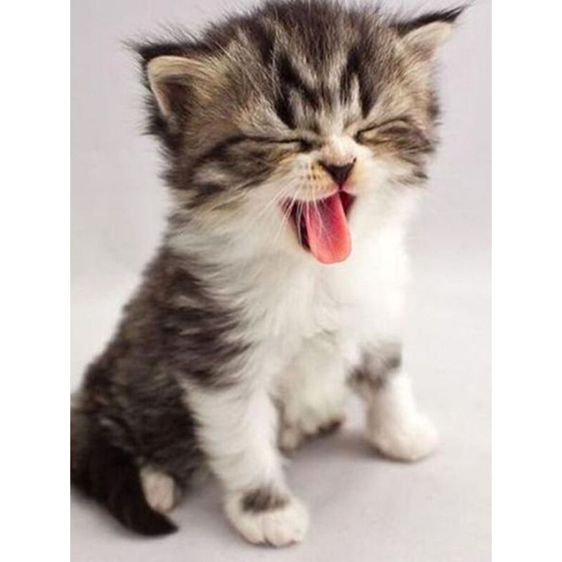Kit Broderie Diamant Chat qui Baille - Brodeuse De Diamant