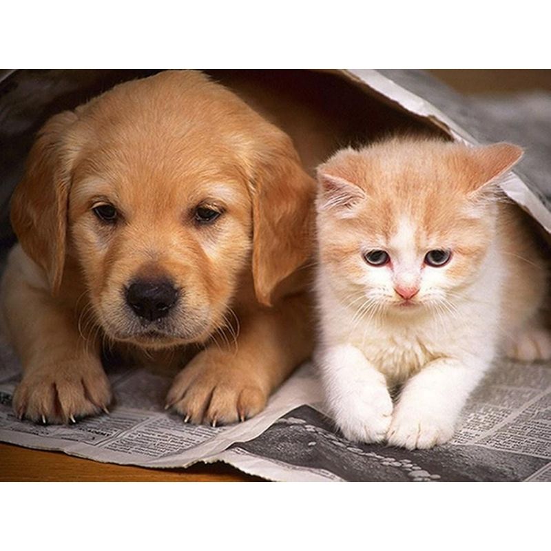 Kit Broderie Diamant Chien et Chat - Brodeuse De Diamant