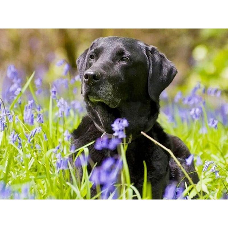 Kit Broderie Diamant Chien Labrador Noir - Brodeuse De Diamant