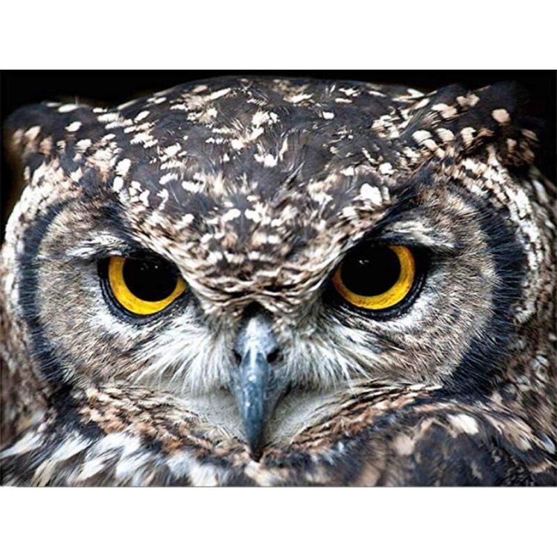 Kit Broderie Diamant Hibou Chasseur - Brodeuse De Diamant