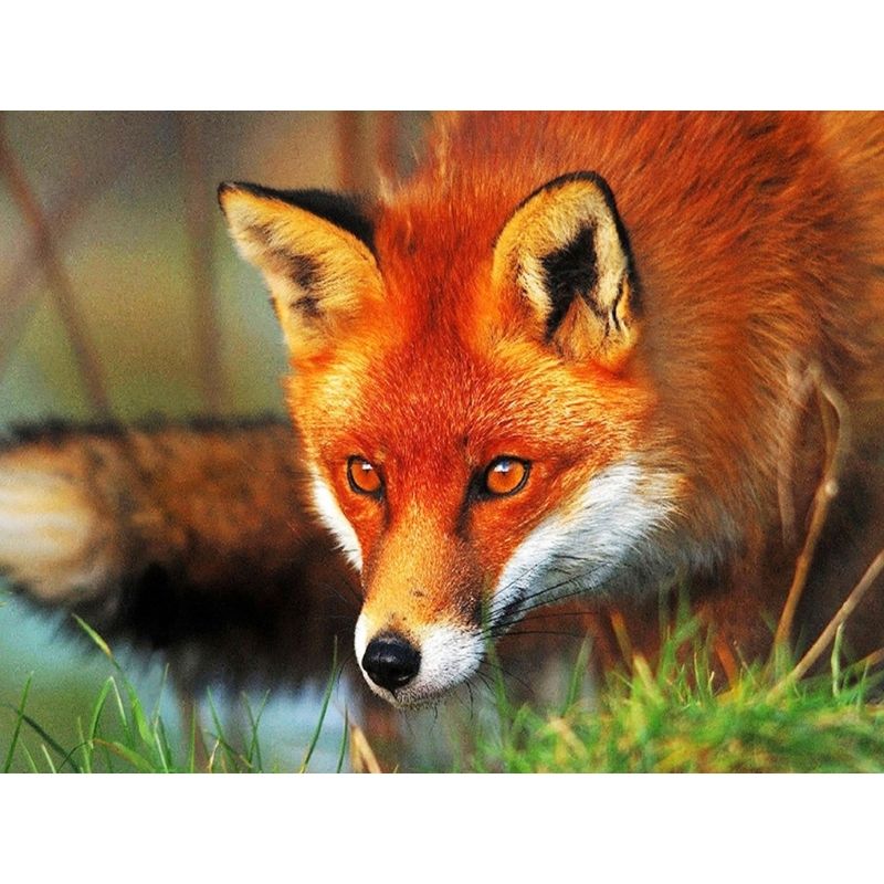 Kit Broderie Diamant Renard Chasseur